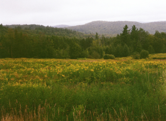 Field Study 1