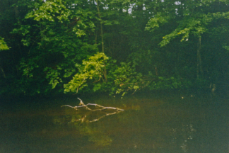 Floating Branch