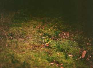 Ground Study