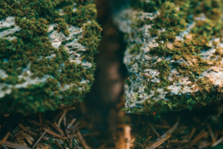 Moss Study
