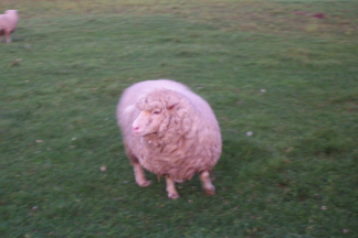 Sheep