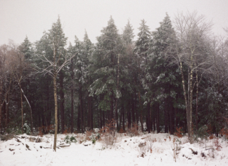 Treeline